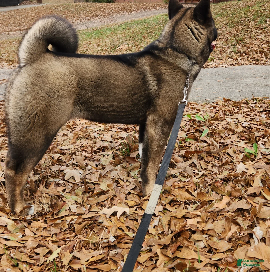 Akita dogs for sale: Jazz Sounds of Peace  - Ad 6