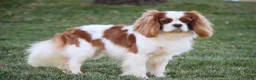 Cavalier King Charles Spaniel dogs for sale: Augie Cavalier King Charles Spaniel  - Ad 11