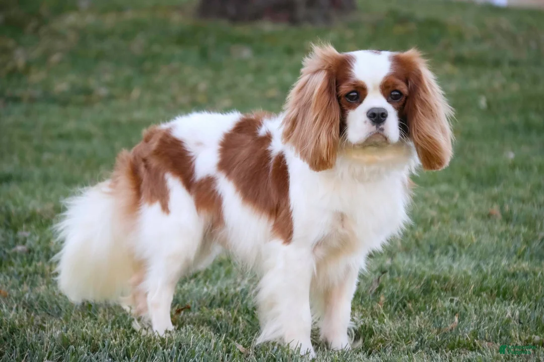 Cavalier King Charles Spaniel dogs for sale: Augie Cavalier King Charles Spaniel  - Ad 11