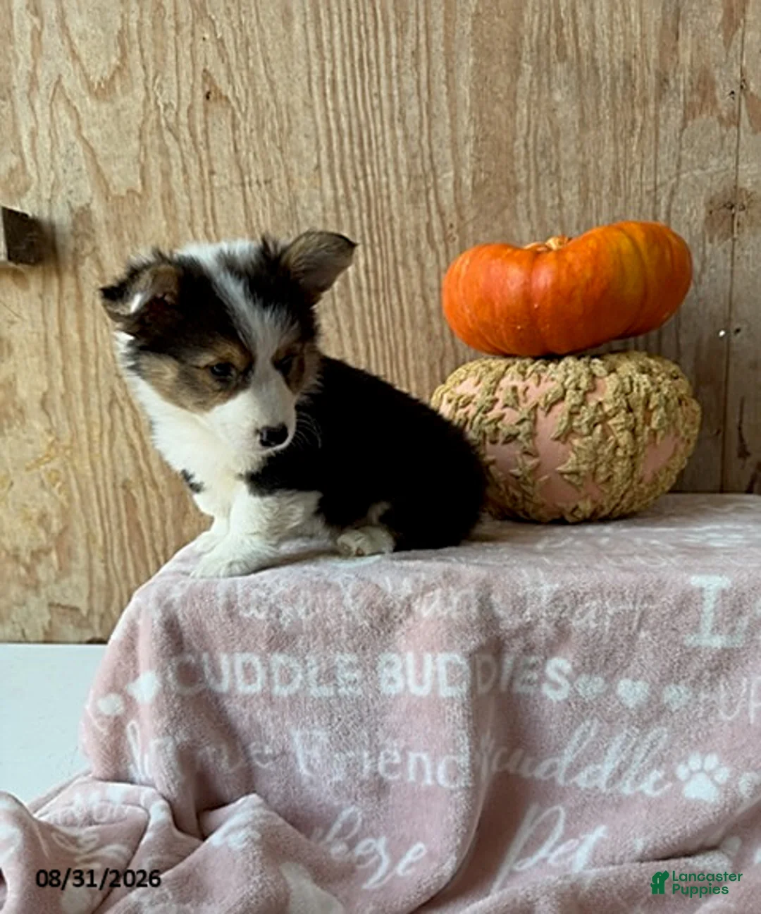 Welsh Corgi Pembroke dogs for sale: Eddie - Ad 2