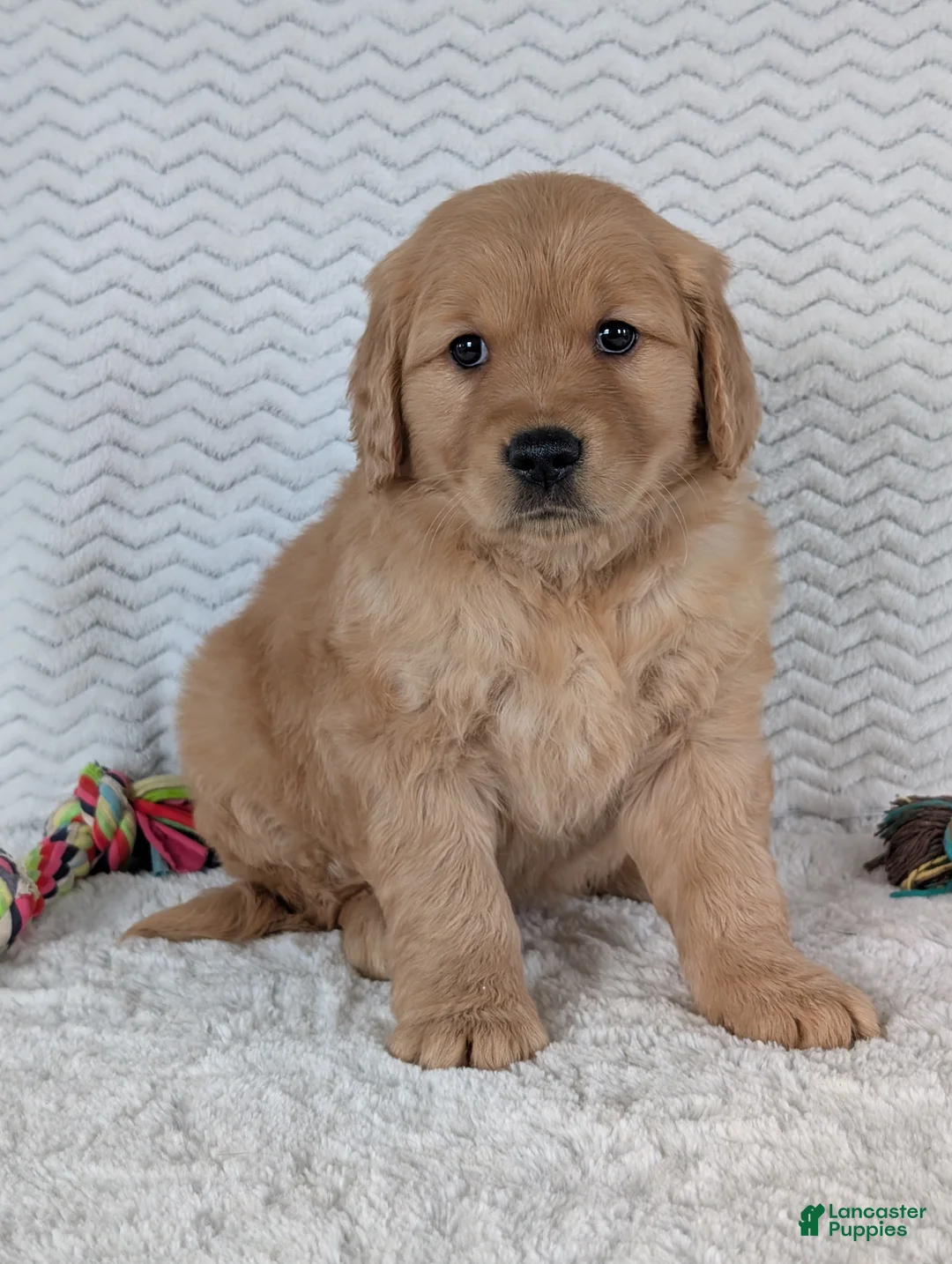 Golden Retriever dogs for sale: Miss Rosie  - Ad 3