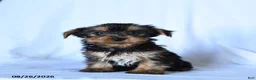 Yorkshire Terrier dogs for sale: Barklee - Ad 3