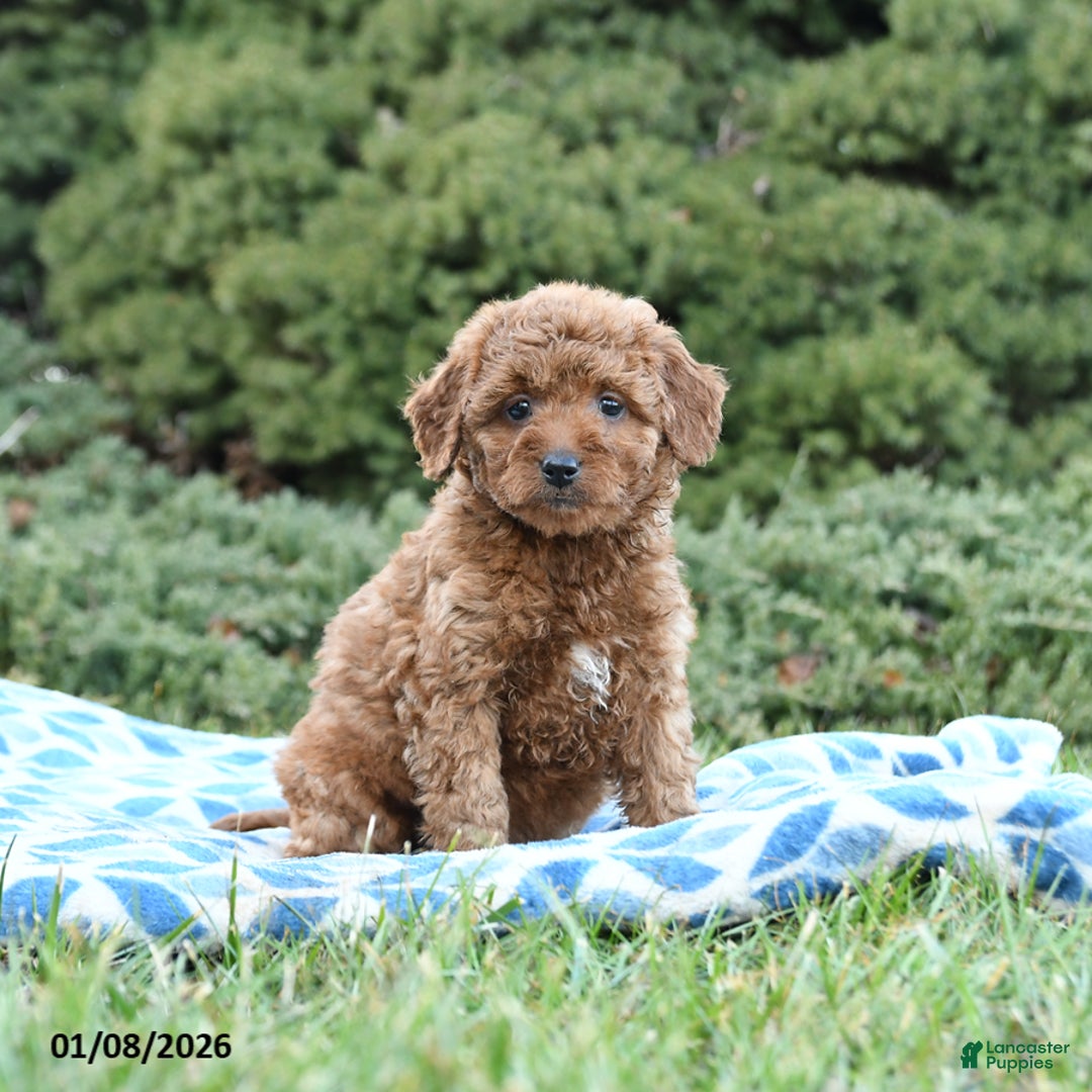 Mini Goldendoodle dogs for sale: Saffron - Ad 1