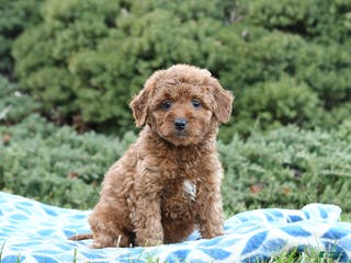 Mini Goldendoodle dogs Saffron - Ad 34