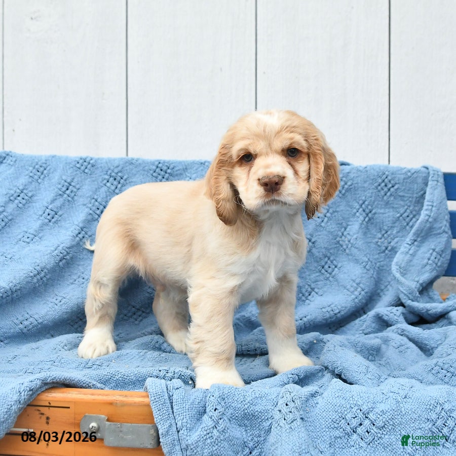 English Cocker Spaniel dogs Sheldon - Ad 2