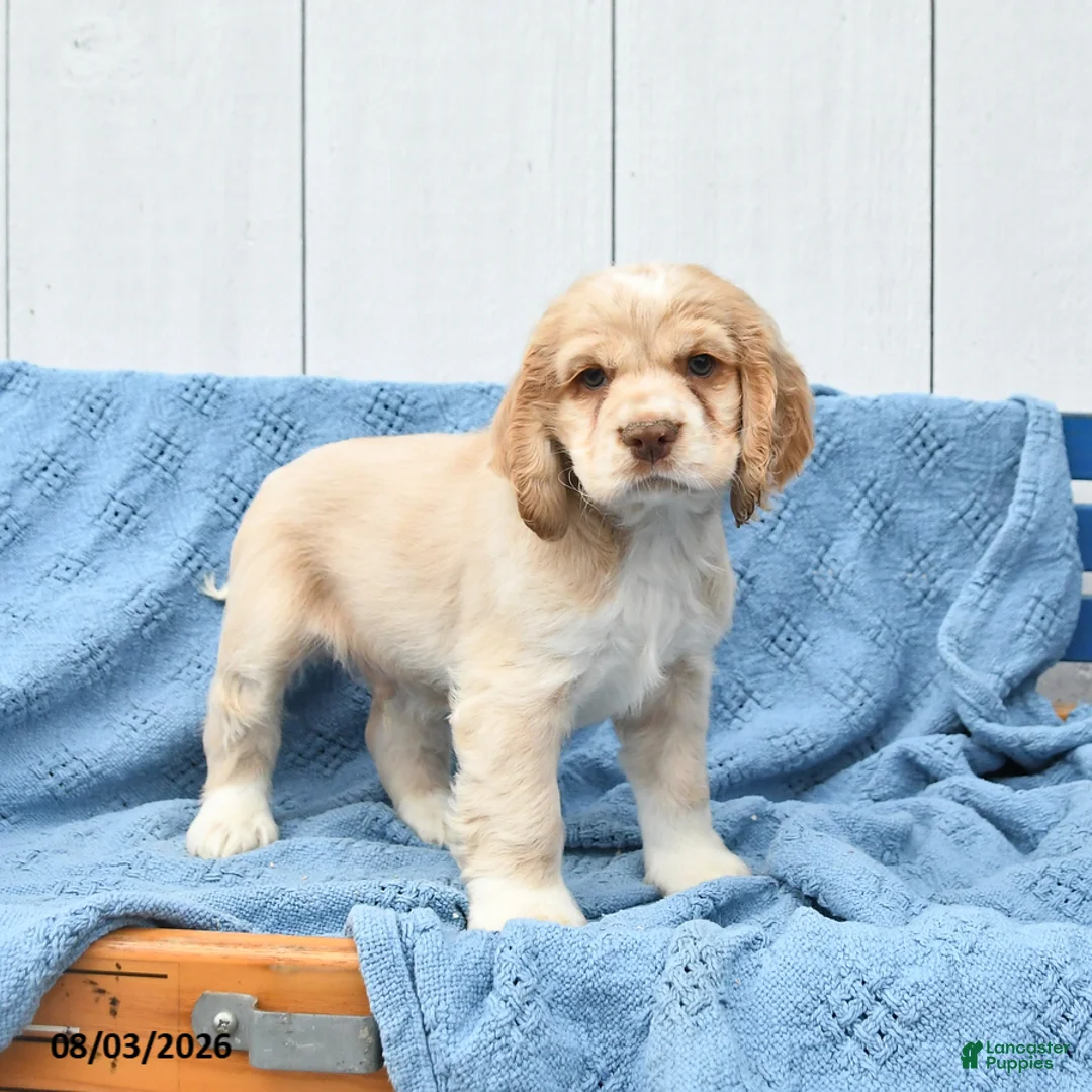 English Cocker Spaniel dogs for sale: Sheldon - Ad 2