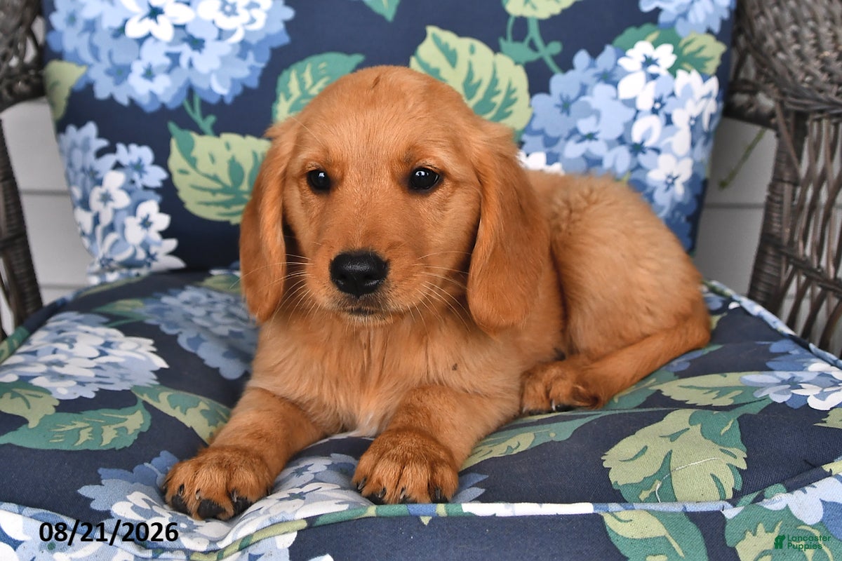 Golden Retriever dogs Peaches - Ad 2