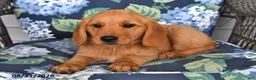 Golden Retriever dogs for sale: Peaches - Ad 2