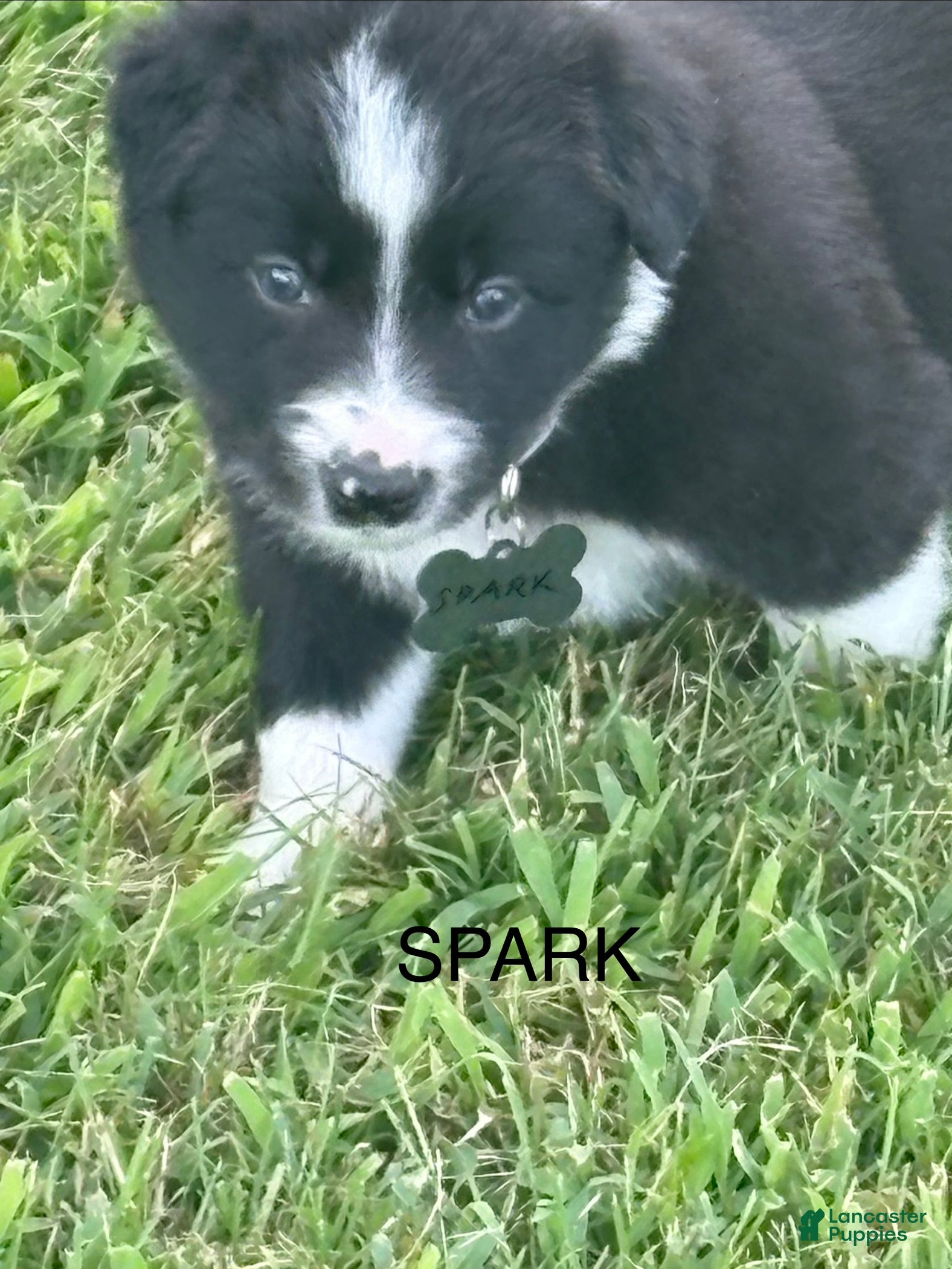 Border Collie dogs SPARK - Ad 1