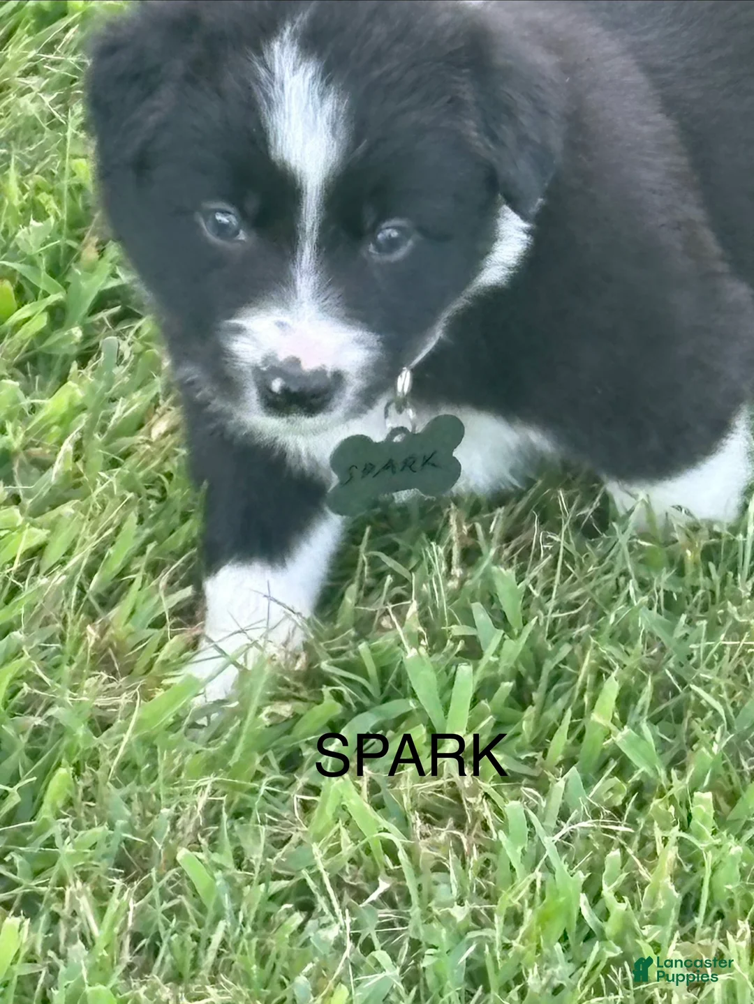 Border Collie dogs for sale: SPARK - Ad 1