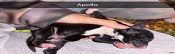 Mixed Breed dogs for sale: Apollo - Ad 3