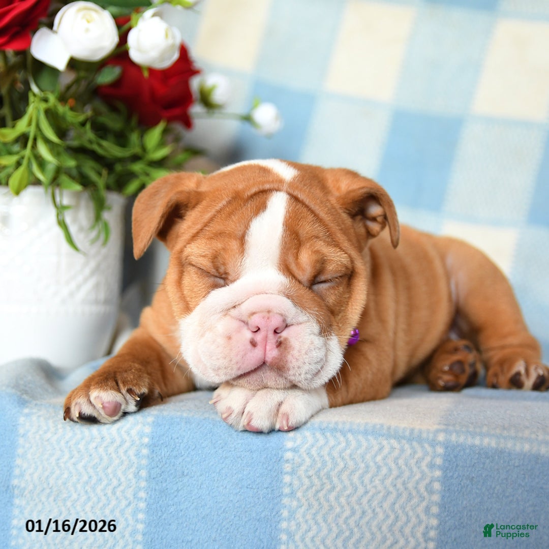 English Bulldog dogs for sale: Molly - Ad 2