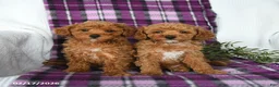 Miniature Poodle dogs for sale: Biscuit  - Ad 5