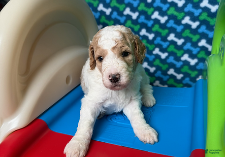 Standard Poodle dogs Argentina - Ad 1