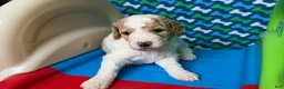 Standard Poodle dogs for sale: Argentina - Ad 1