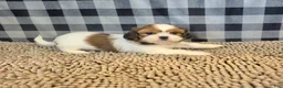 Shih Tzu dogs for sale: Abe - Ad 3