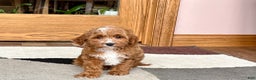 Cavapoo dogs for sale: Cavapoo F1b Male Puppy 1 - Ad 2