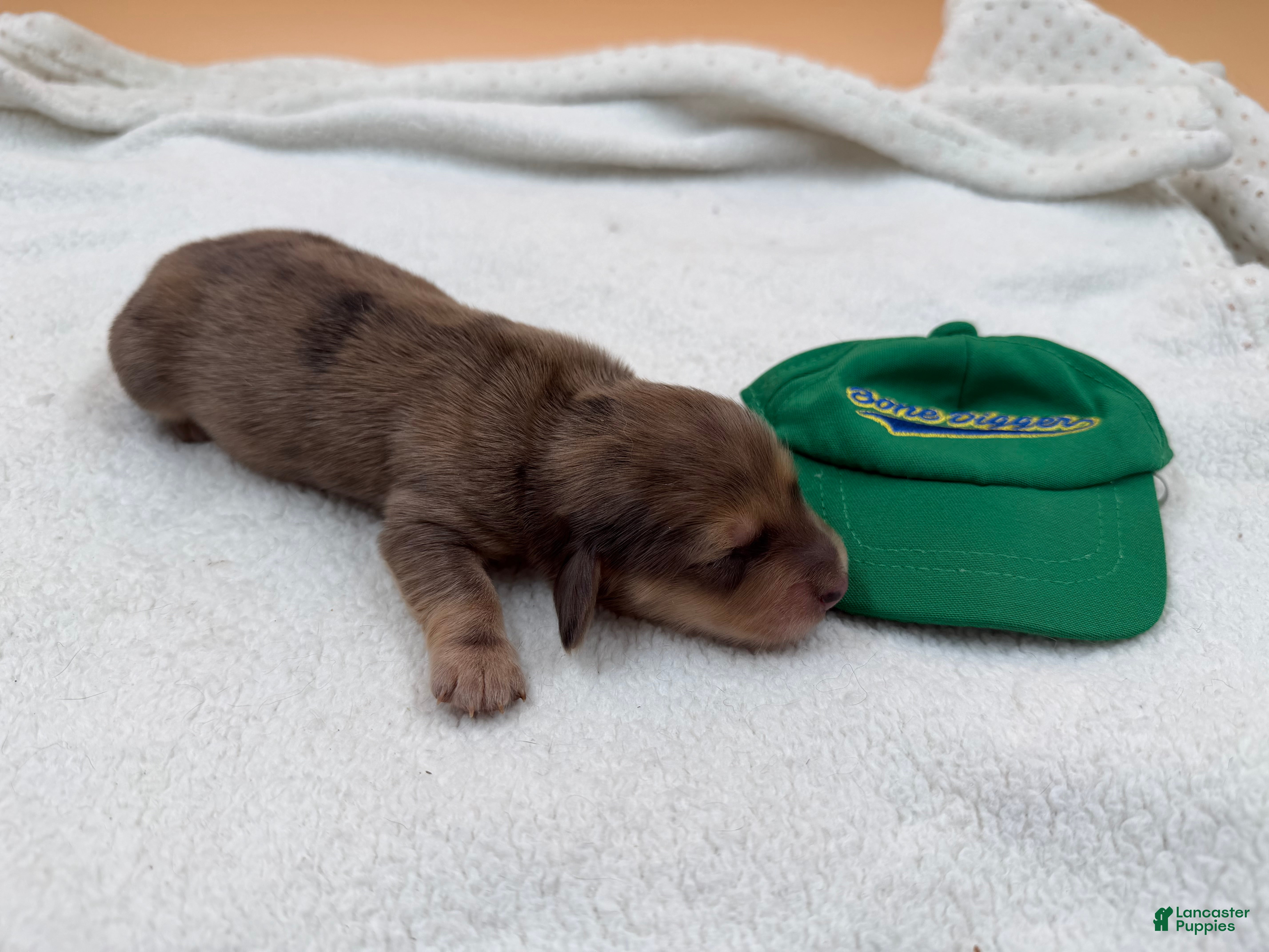 Miniature Dachshund dogs Uk Cream Dapple - Ad 35