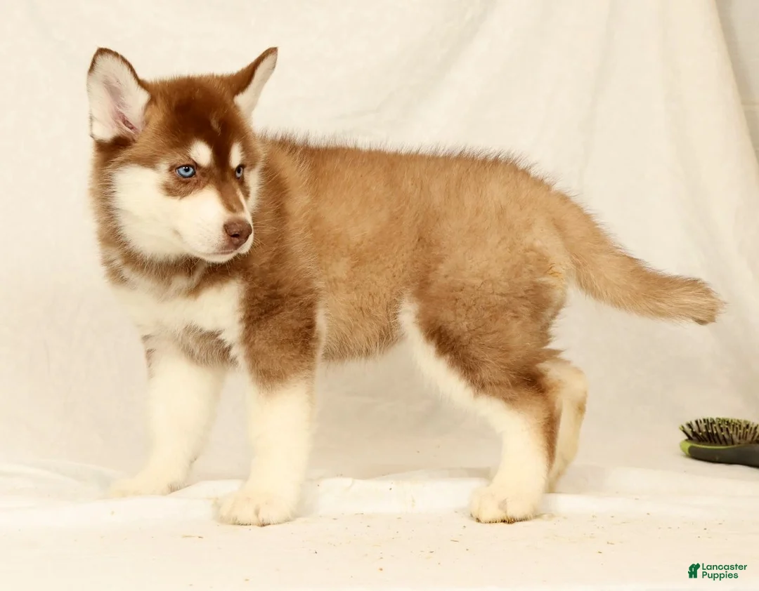 Gerberian Shepsky dogs for sale: Abby - Ad 5