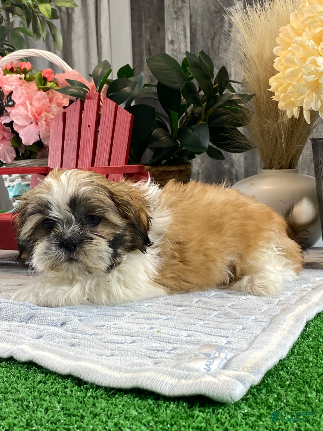 Shih Tzu dogs for sale: Sarge - Ad 4