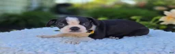 Boston Terrier dogs for sale: Dewey - Ad 5
