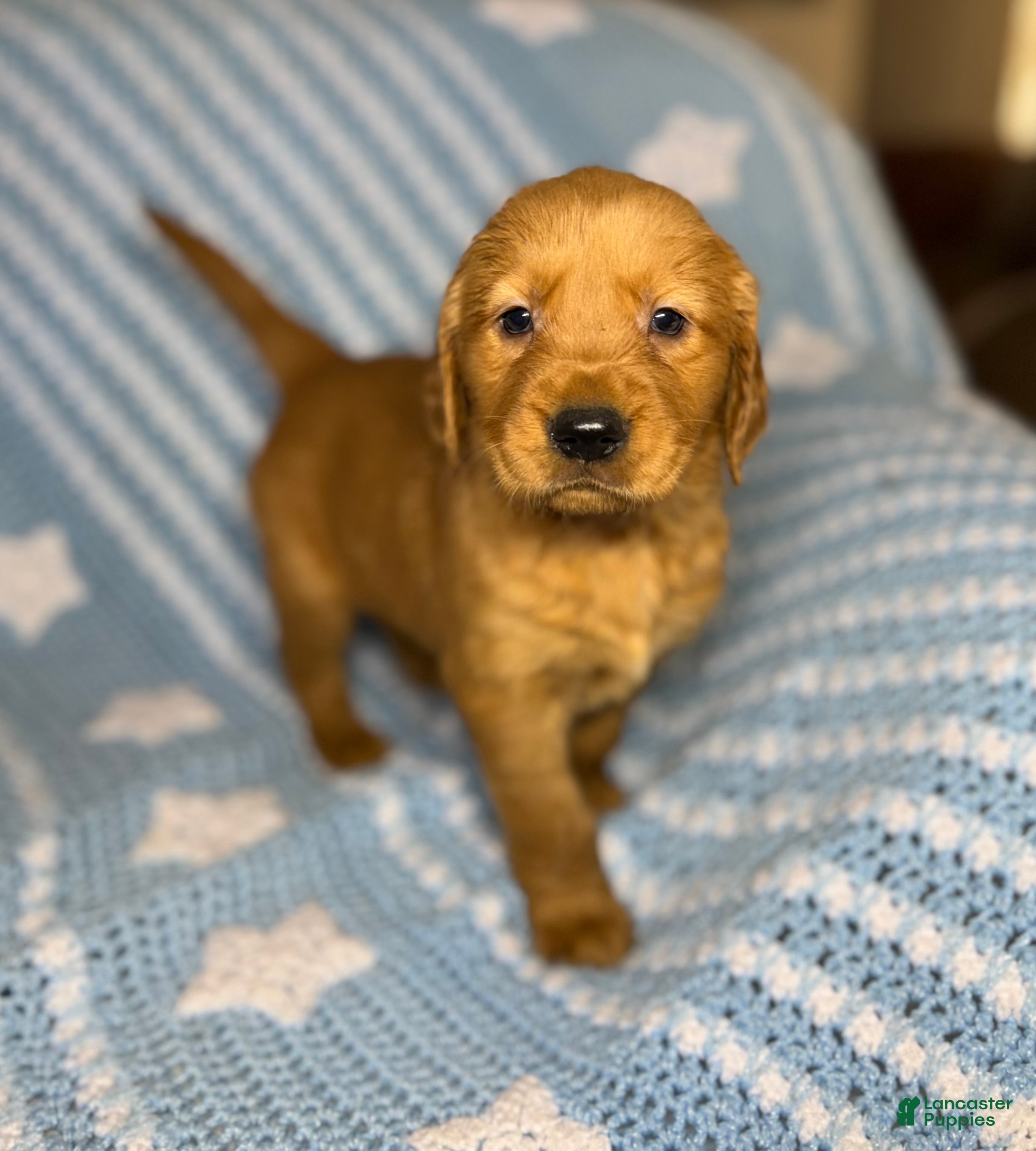 Golden Retriever dogs Golden Retriever Puppy 2 - Ad 41