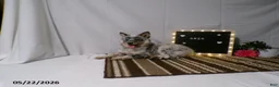 Australian Cattle Dog dogs for sale: Oreo - Ad 3