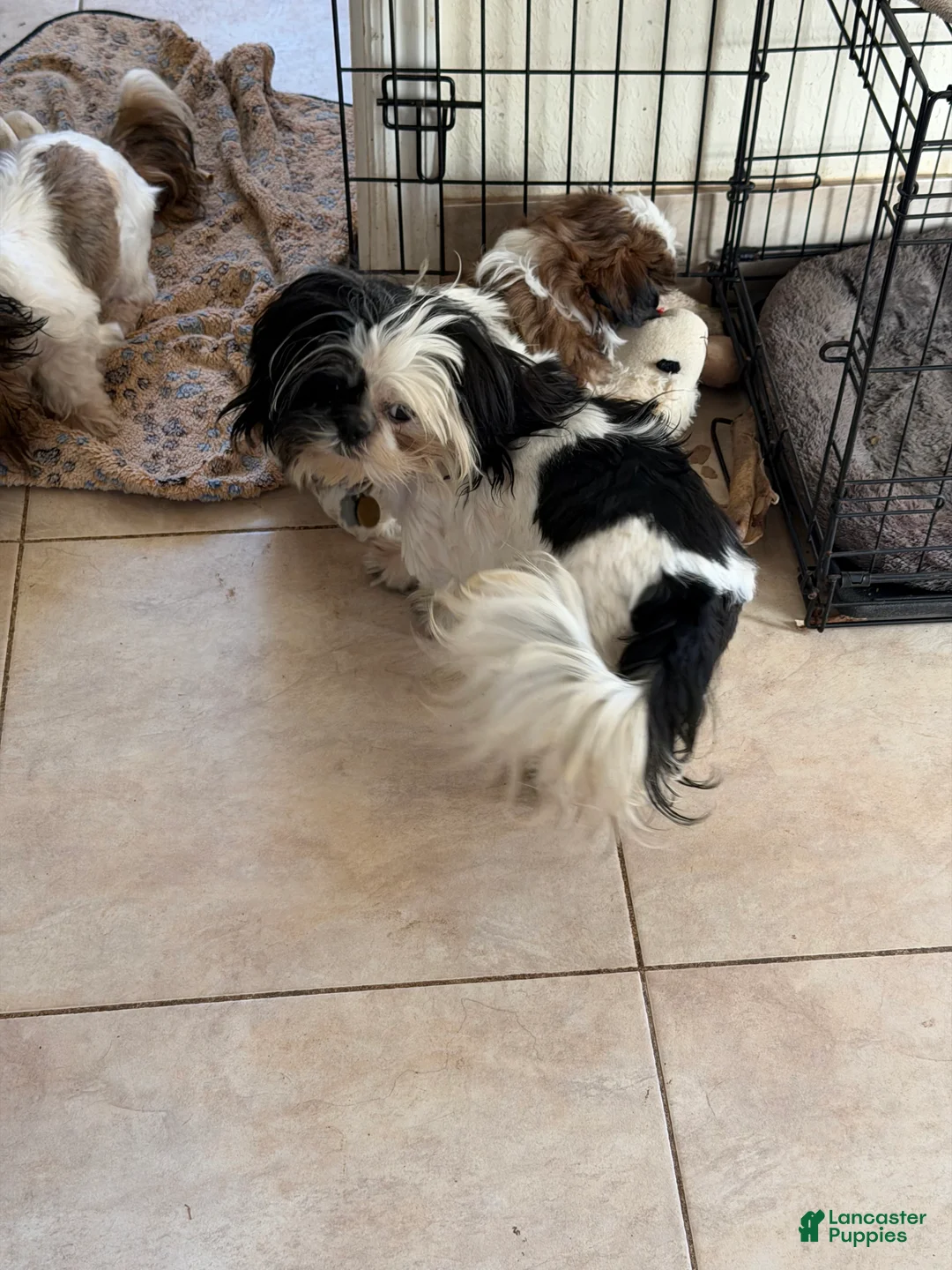 Shih Tzu dogs for sale: Shih Tzu Puppy - Ad 2