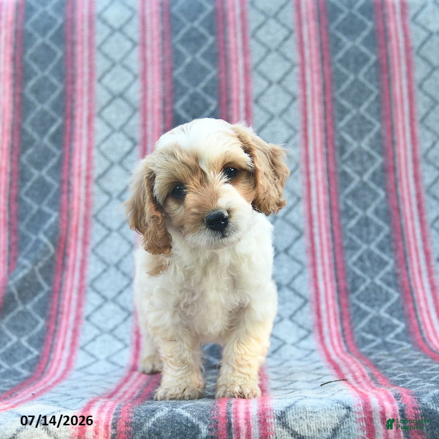 Cavapoo dogs Wiggles  - Ad 1