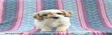 Wiggles 