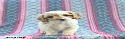 Cavapoo dogs for sale: Wiggles  - Ad 1