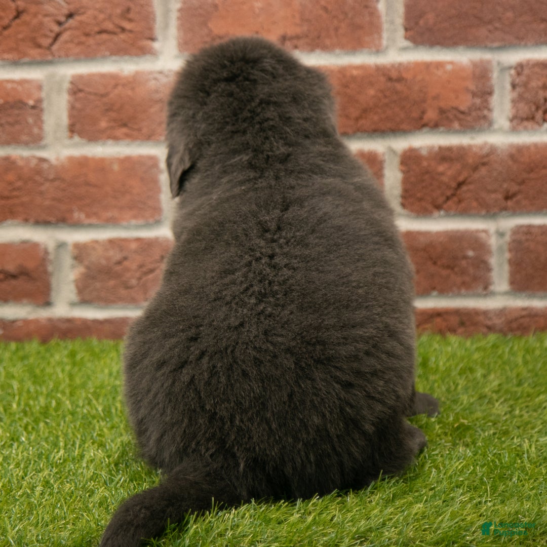 Newfoundland dogs for sale: Harry - Ad 7