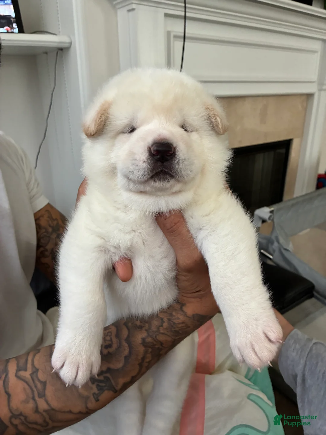 Akita dogs for sale: Ghost  - Ad 1
