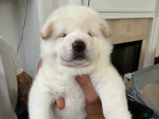 Akita dogs Ghost - Ad 7