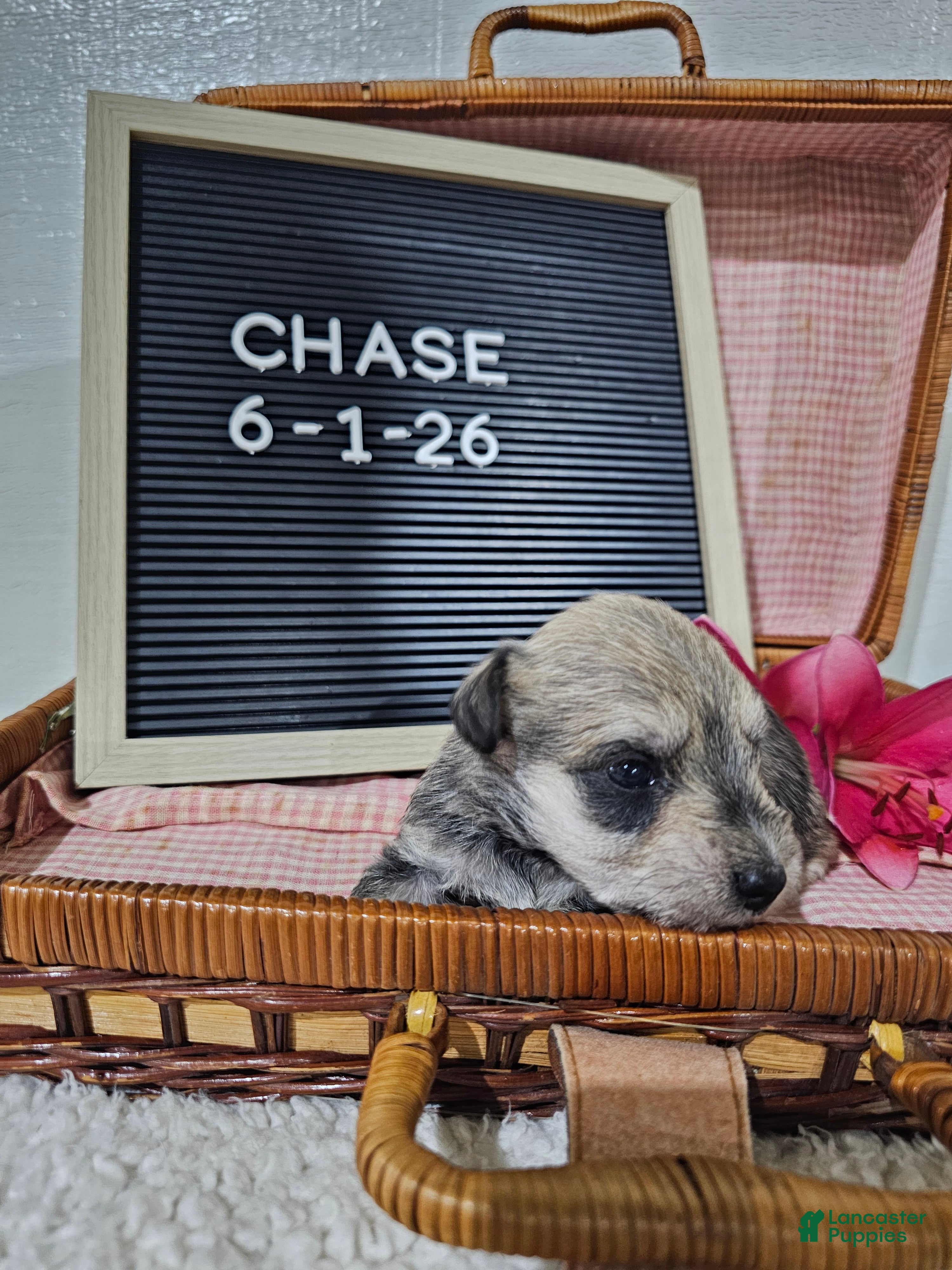 Miniature Schnauzer dogs Case - Ad 2