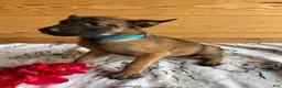 Belgian Malinois dogs for sale: Athena - Ad 2