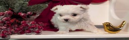 Maltese dogs for sale: King - Ad 7
