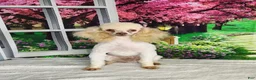 Miniature Poodle dogs for sale: AKC Crew - Ad 4