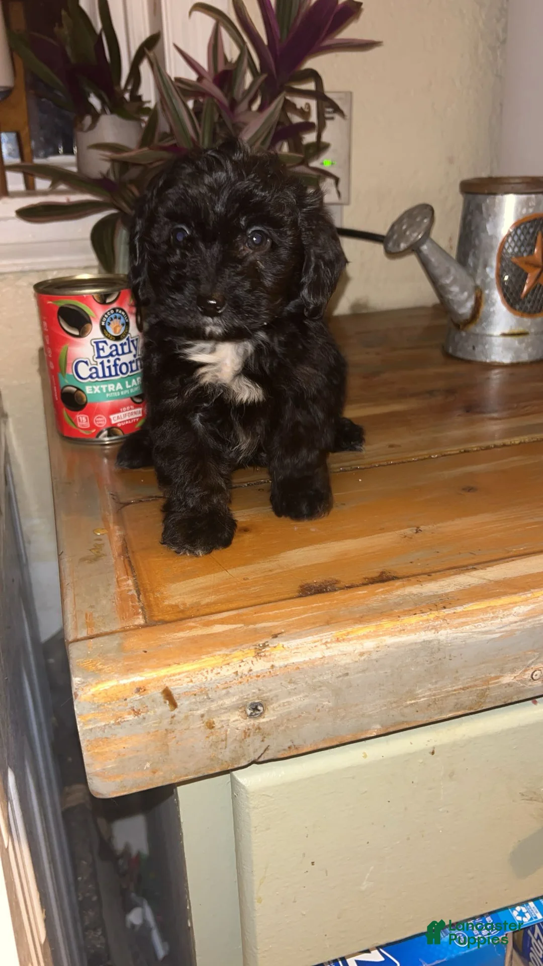 Mixed Breed dogs for sale: Puppy 2  toy aussiedoddle - Ad 4