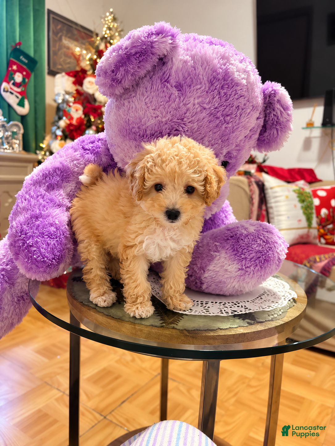Mixed Breed dogs for sale: Adorable Female Toy Poodle 2lbs  - Ad 2