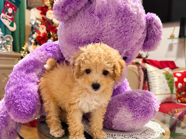 Mixed Breed dogs for sale: Adorable Female Toy Poodle 2lbs - Ad 2