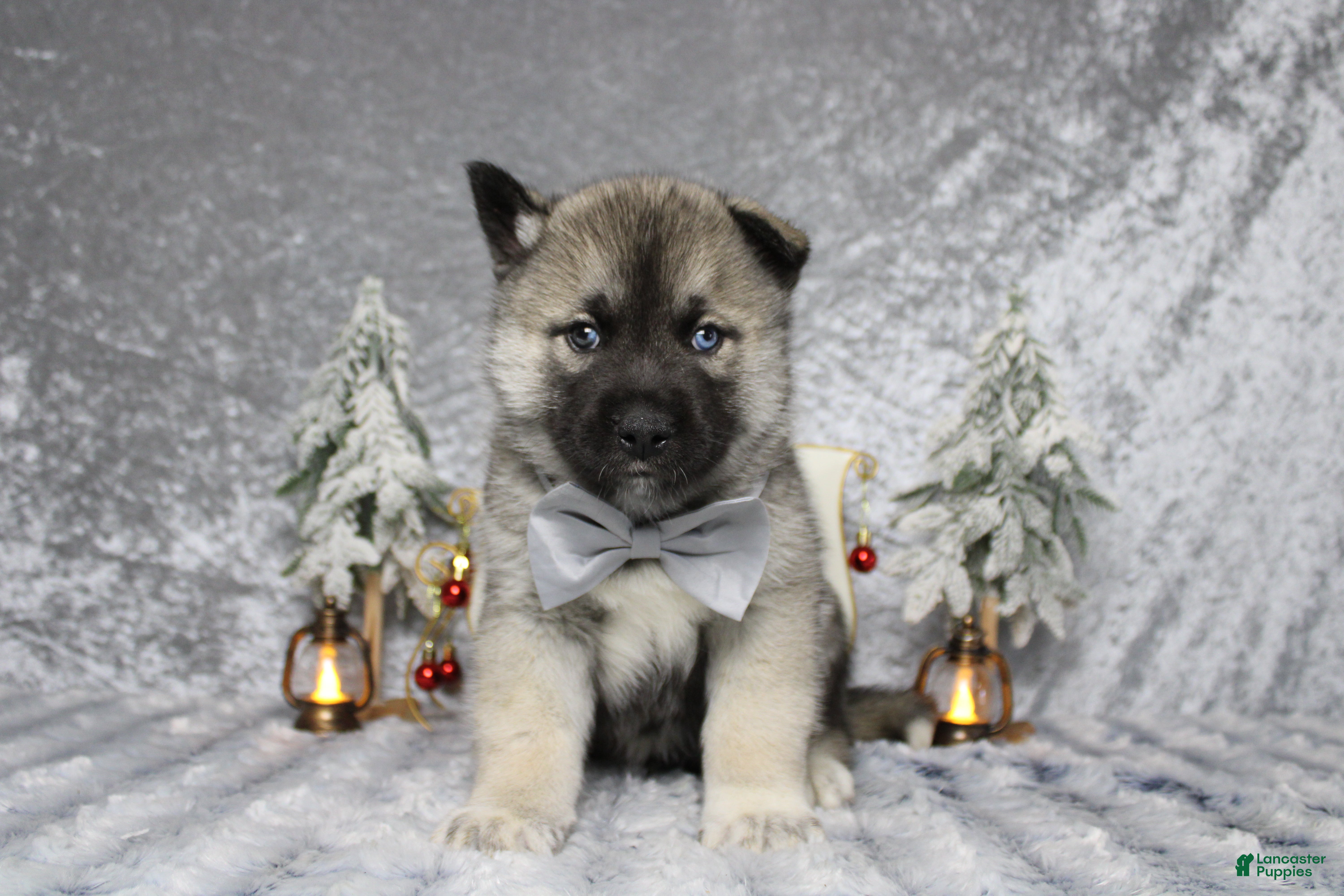 Pomsky dogs Lorcan  - Ad 14