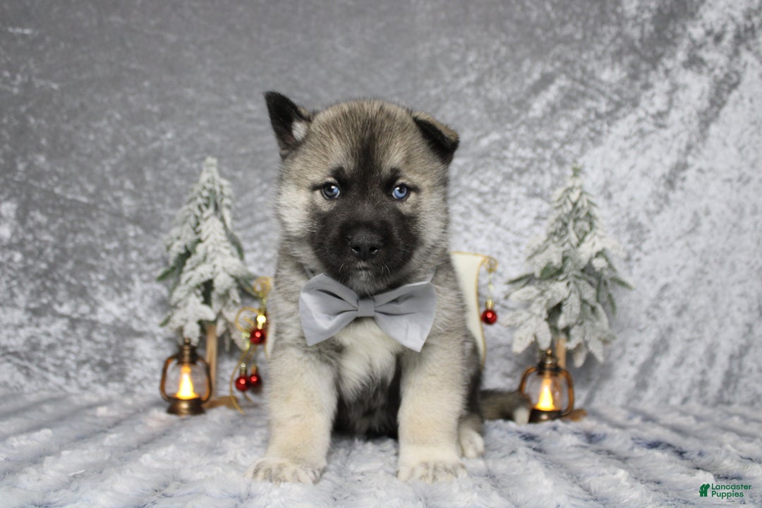 Pomsky dogs for sale: Lorcan  - Ad 1