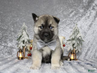 Pomsky dogs Lorcan - Ad 29