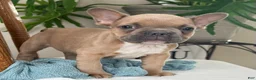 French Bulldog dogs for sale: Wilder - Ad 14