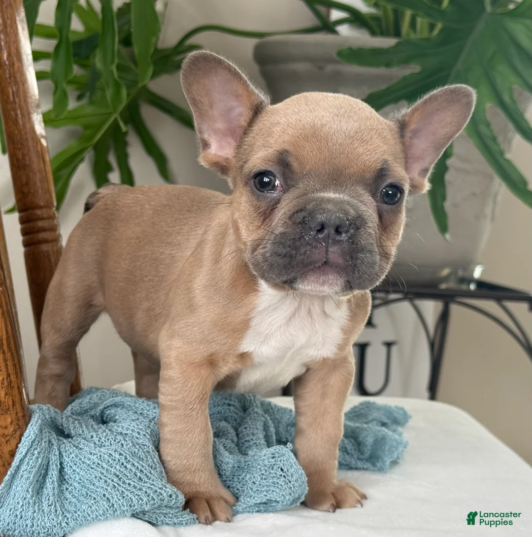 French Bulldog dogs for sale: Wilder - Ad 14