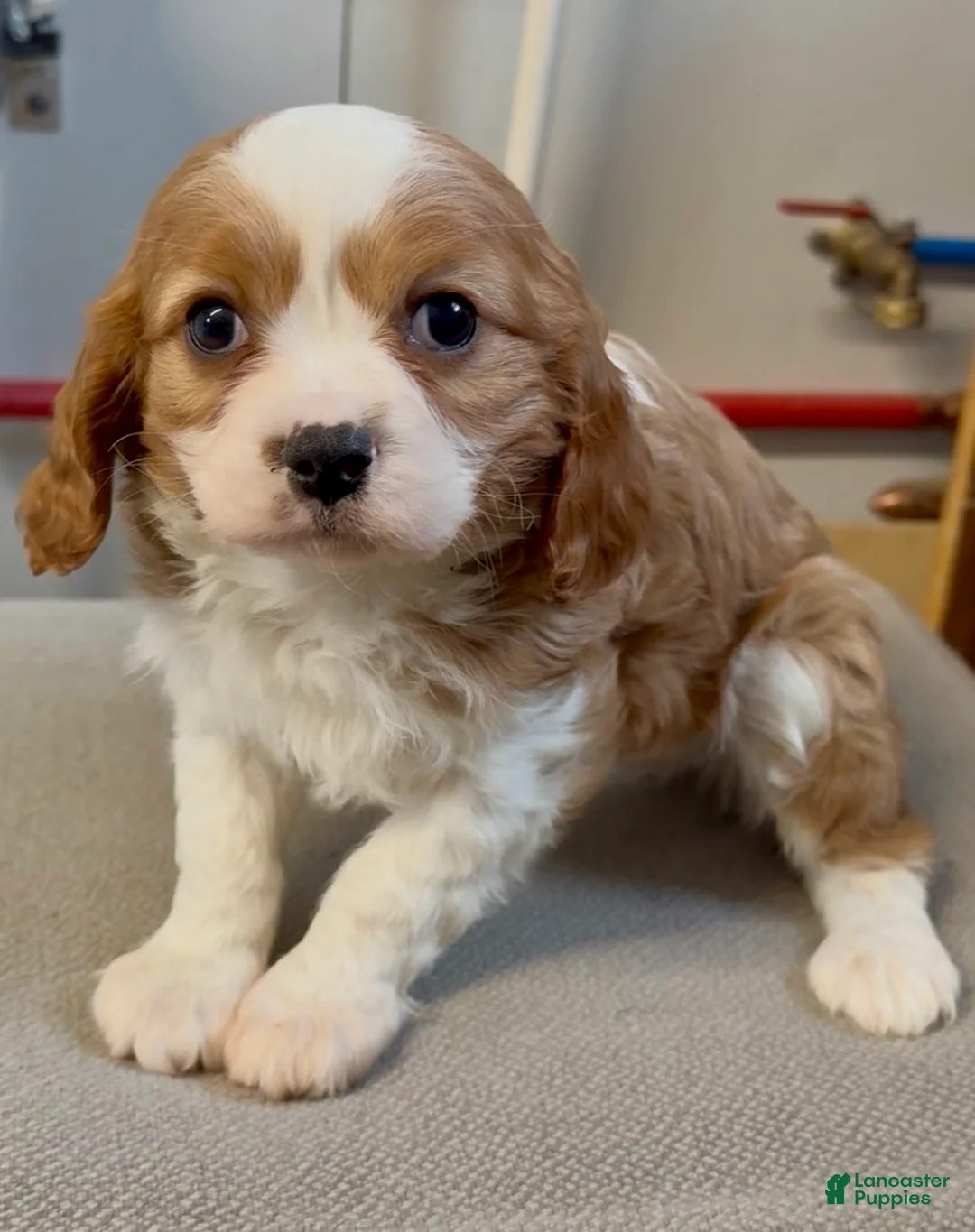 Cavalier King Charles Spaniel dogs for sale: Cain - Ad 2