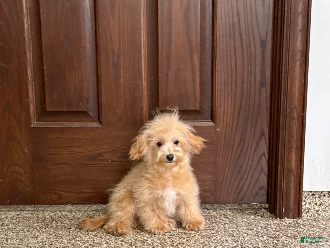 Maltipoo dogs for sale: Maltipoo Male Puppy 2 - Ad 2