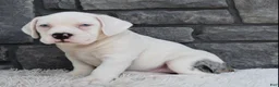 Beabull dogs for sale: Ava - Ad 5