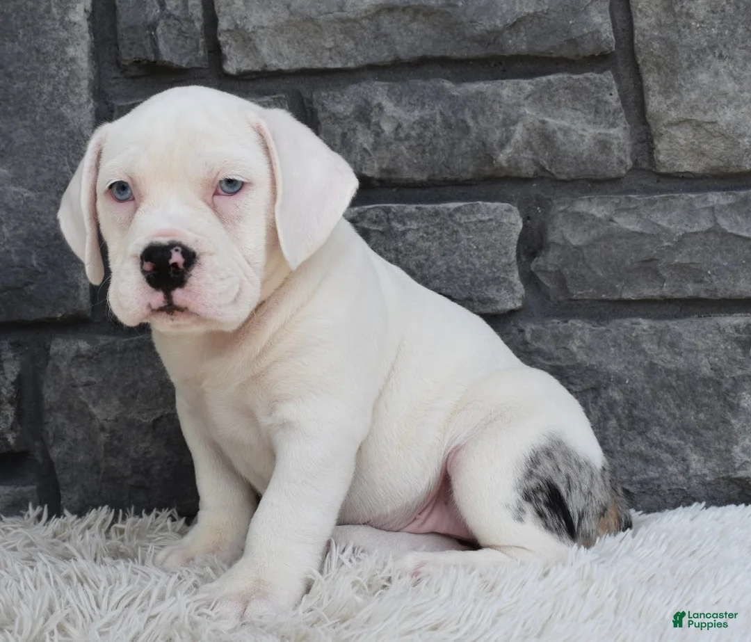 Beabull dogs for sale: Ava - Ad 5